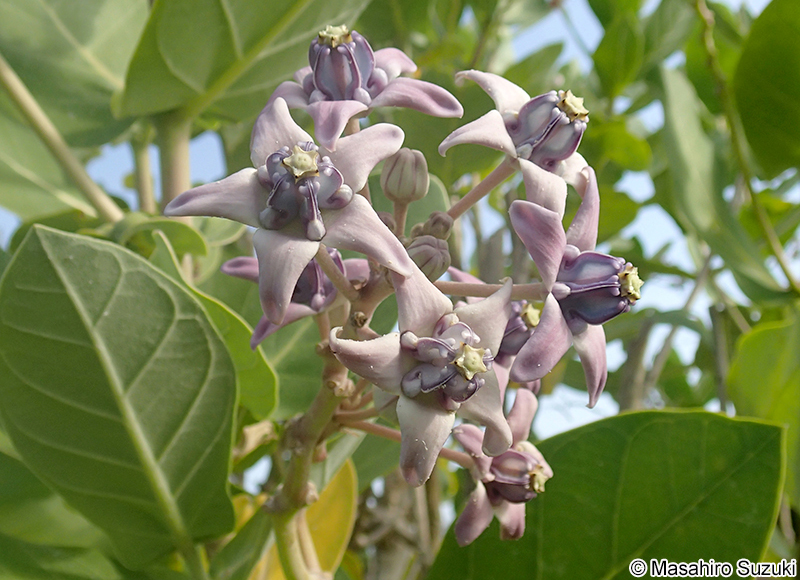 カイガンタバコ Calotropis gigantea