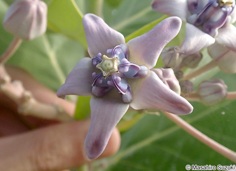 カイガンタバコ Calotropis gigantea