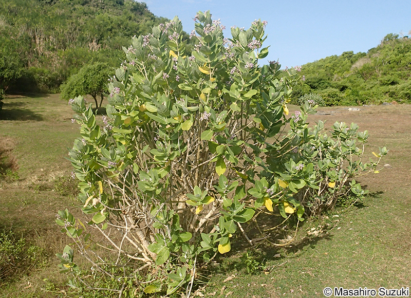 カイガンタバコ Calotropis gigantea