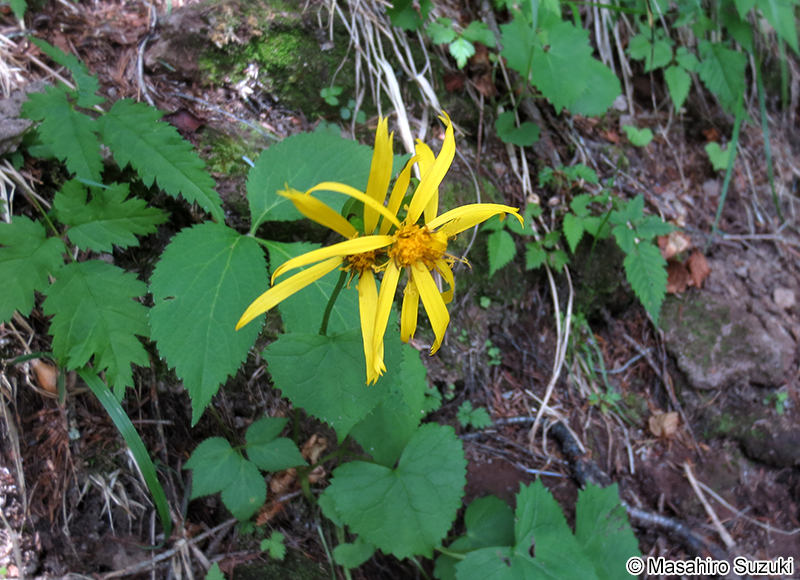 カイタカラコウ Ligularia kaialpina