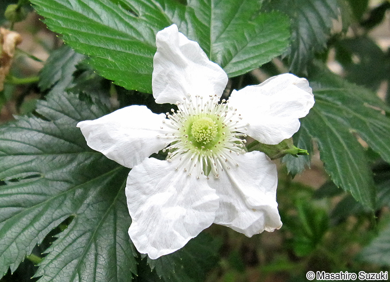 カジイチゴ Rubus trifidus
