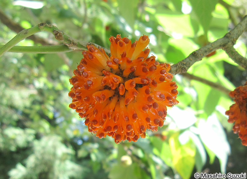 カジノキ Broussonetia papyrifera