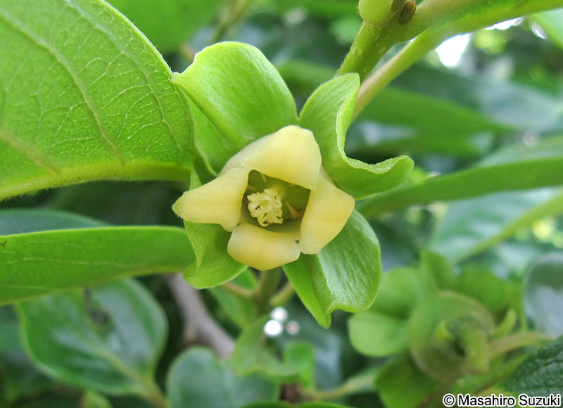 カキノキ Diospyros kaki