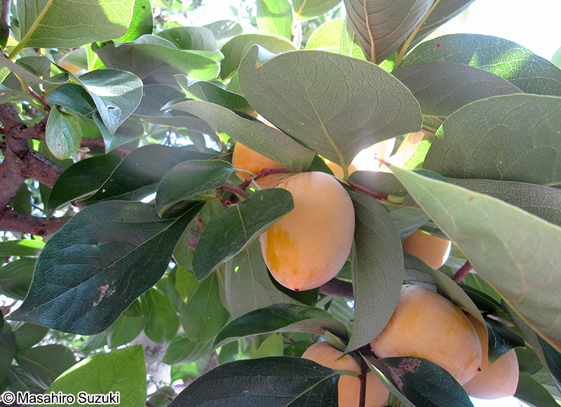カキノキ Diospyros kaki