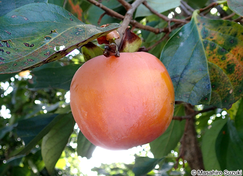 カキノキ Diospyros kaki