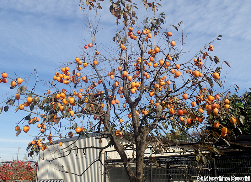 カキノキ Diospyros kaki