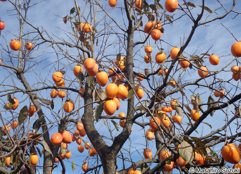 カキノキ Diospyros kaki