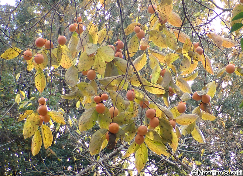 カキノキ Diospyros kaki