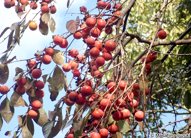 カキノキ Diospyros kaki