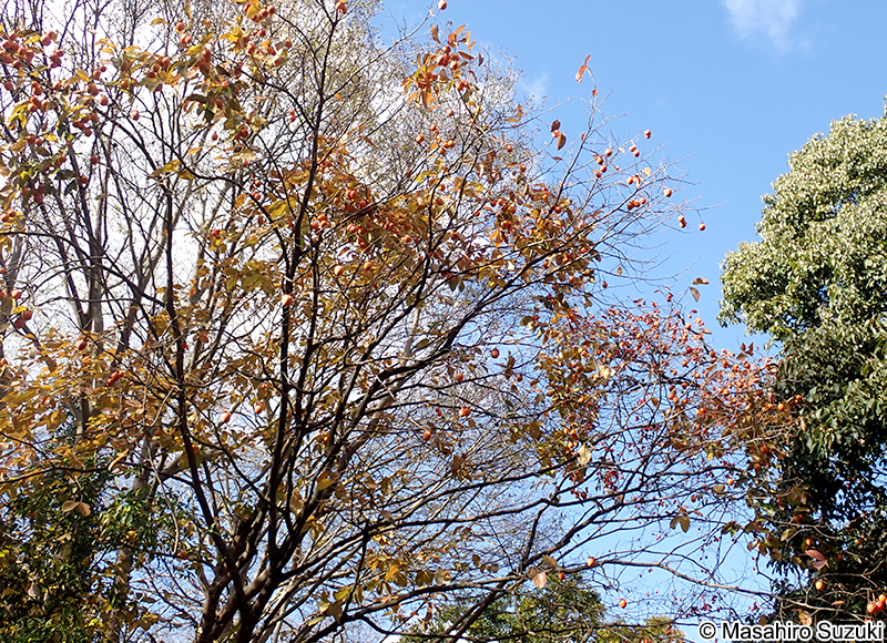 カキノキ Diospyros kaki