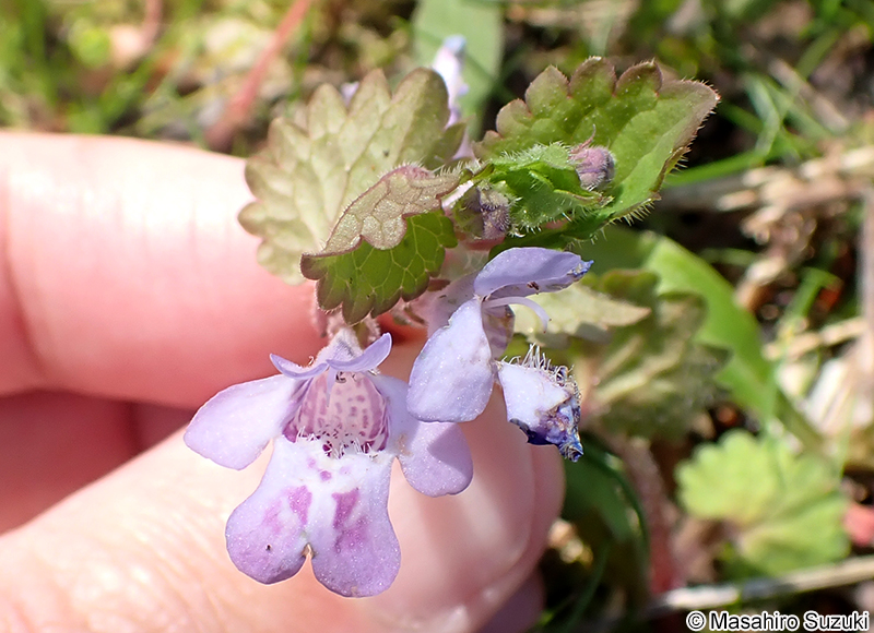 カキドオシ Glechoma hederacea subsp. grandis