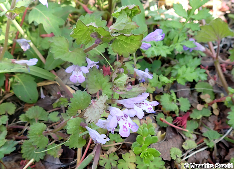 カキドオシ Glechoma hederacea subsp. grandis