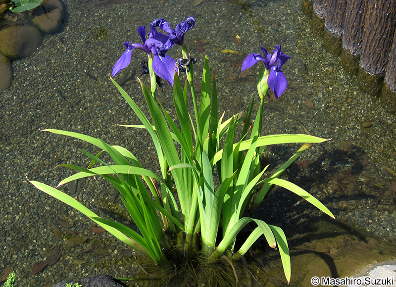 カキツバタ Iris laevigata