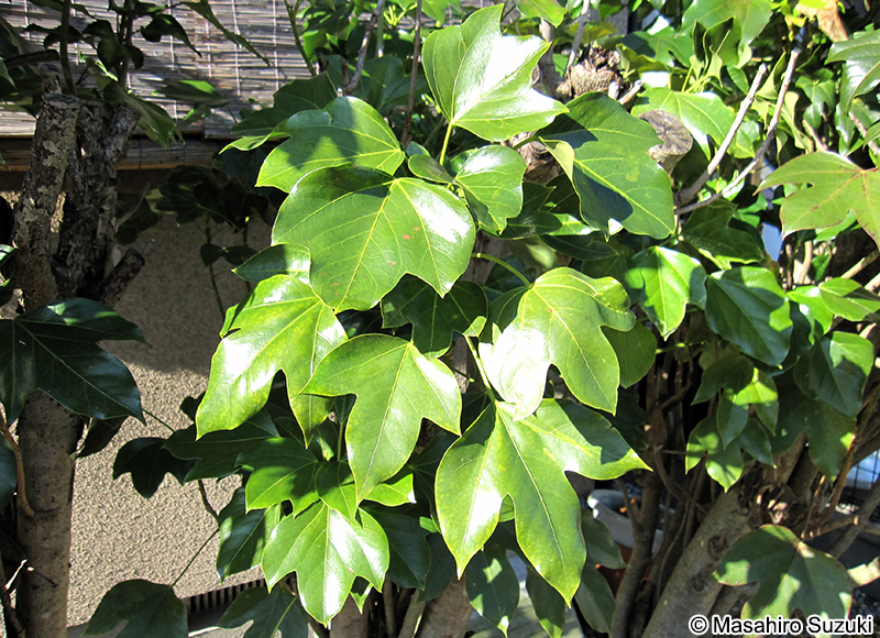 カクレミノ Dendropanax trifidus