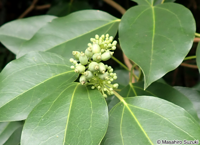 カクレミノ Dendropanax trifidus