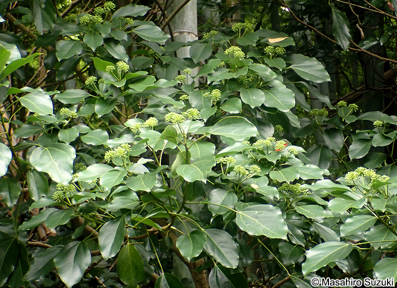 カクレミノ Dendropanax trifidus