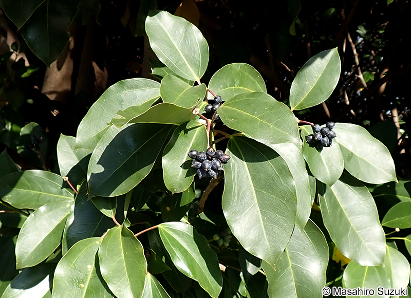 カクレミノ Dendropanax trifidus