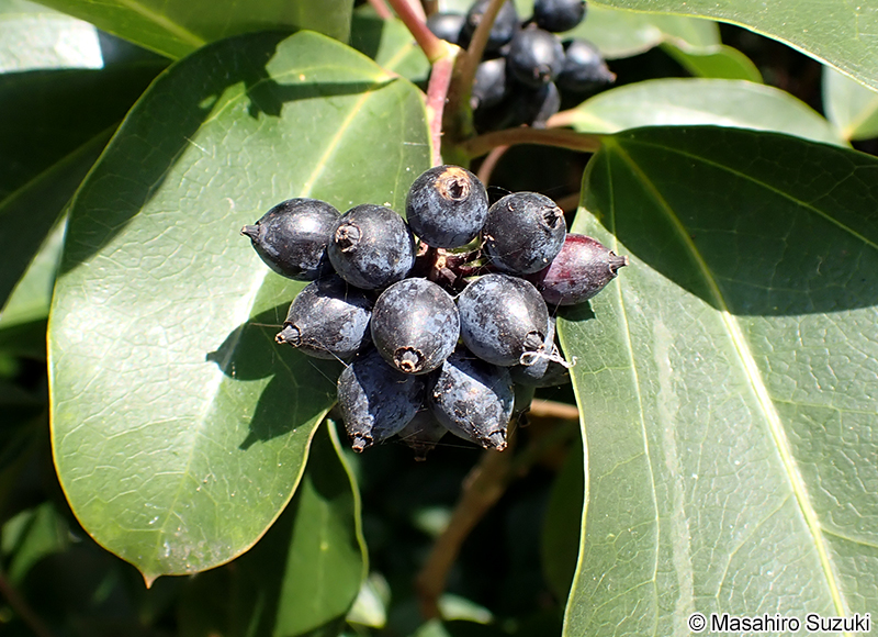 カクレミノの果実