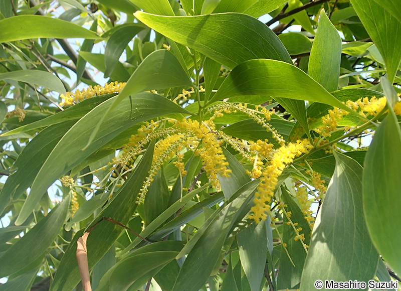 カマバアカシア Acacia auriculiformis