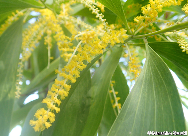カマバアカシア Acacia auriculiformis