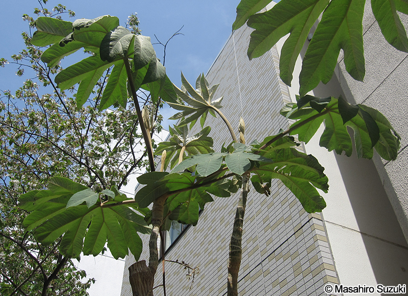 カミヤツデ Tetrapanax papyrifer