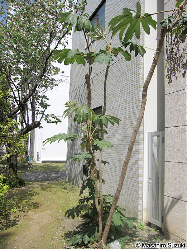 カミヤツデ Tetrapanax papyrifer