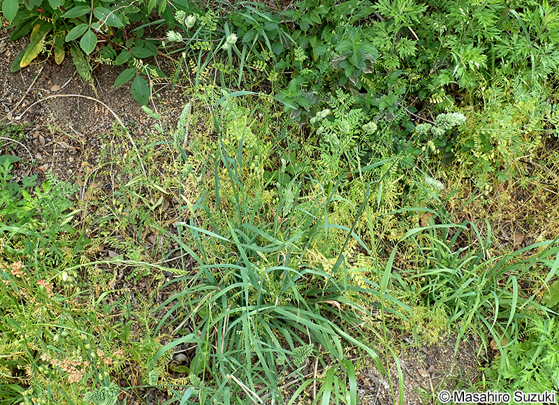 カモガヤ Dactylis glomerata