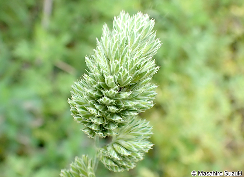 カモガヤ Dactylis glomerata