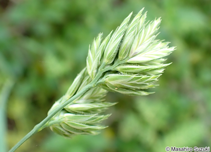 カモガヤ Dactylis glomerata