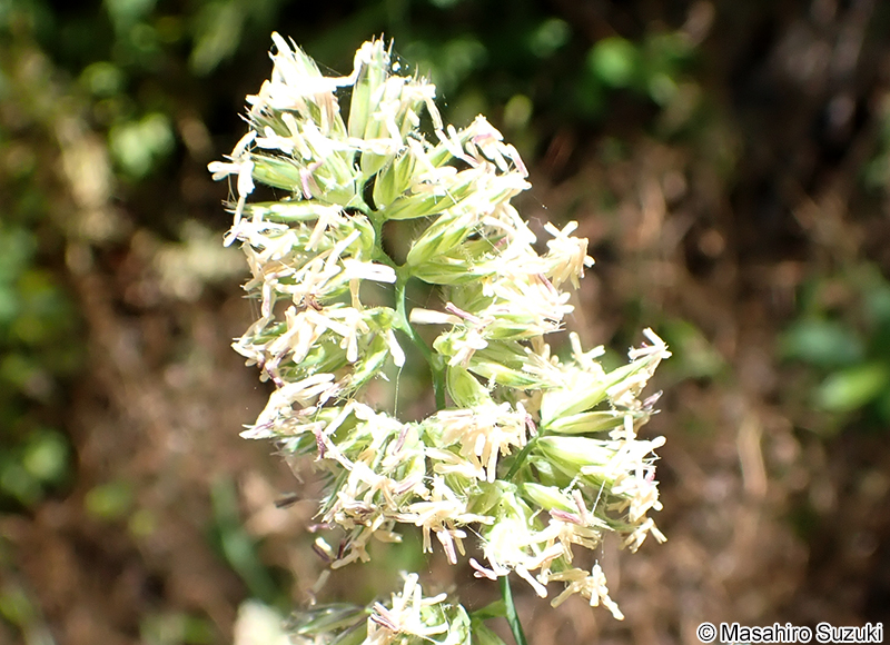 カモガヤ Dactylis glomerata