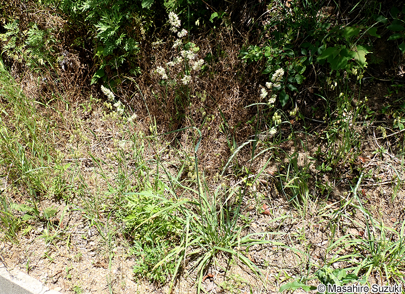 カモガヤ Dactylis glomerata