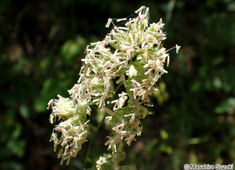 カモガヤ Dactylis glomerata