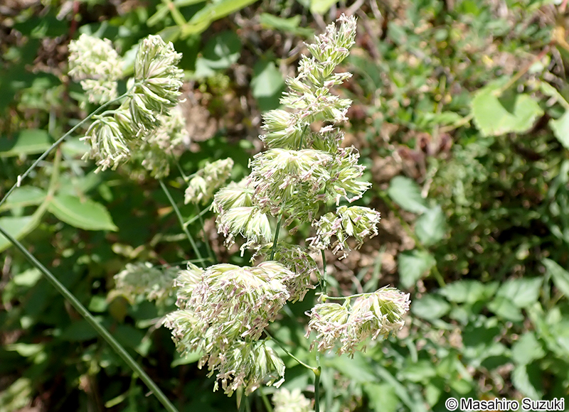 カモガヤ Dactylis glomerata