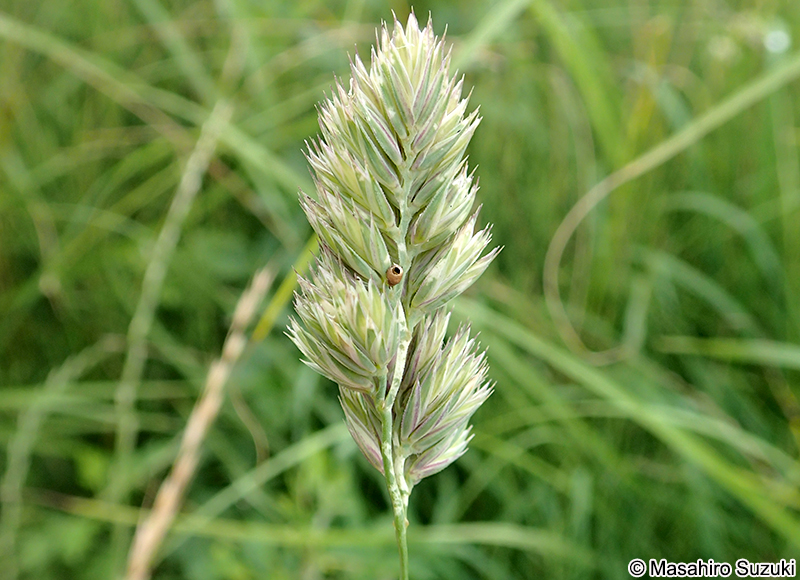 カモガヤ Dactylis glomerata