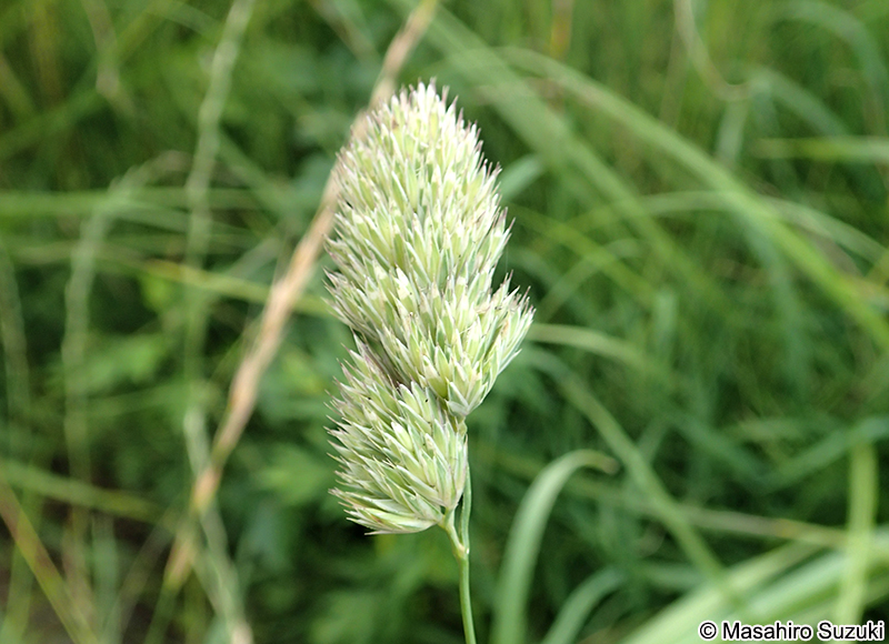 カモガヤ Dactylis glomerata
