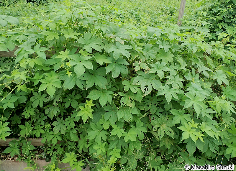 カナムグラ Humulus scandens