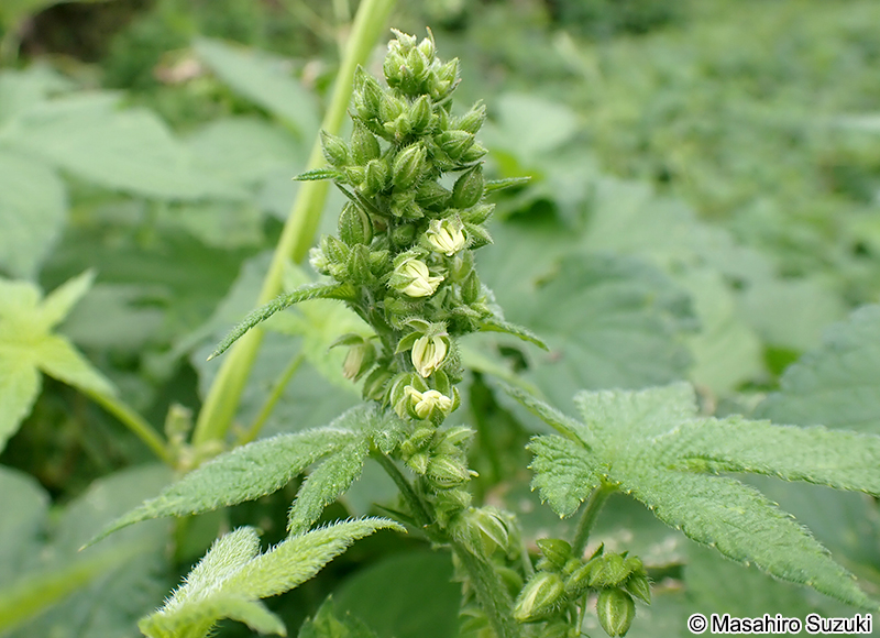 カナムグラ Humulus scandens