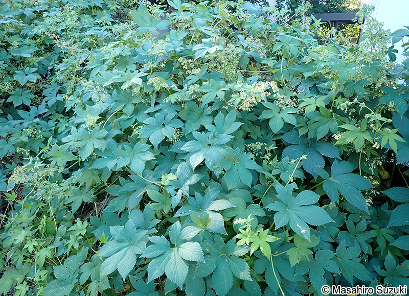 カナムグラ Humulus scandens
