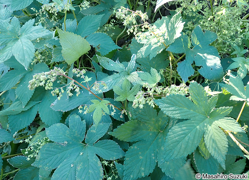 カナムグラ Humulus scandens