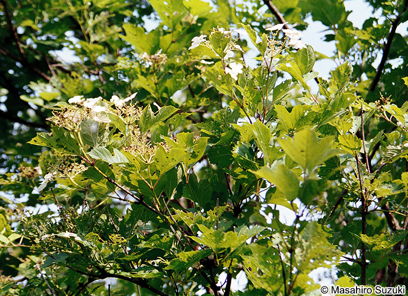 カンボク Viburnum opulus var. sargentii