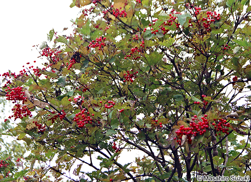 カンボク Viburnum opulus var. sargentii
