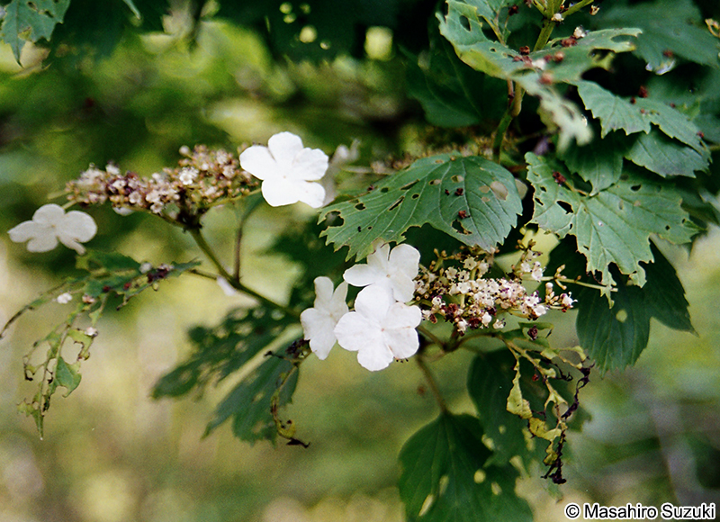 カンボク Viburnum opulus var. sargentii