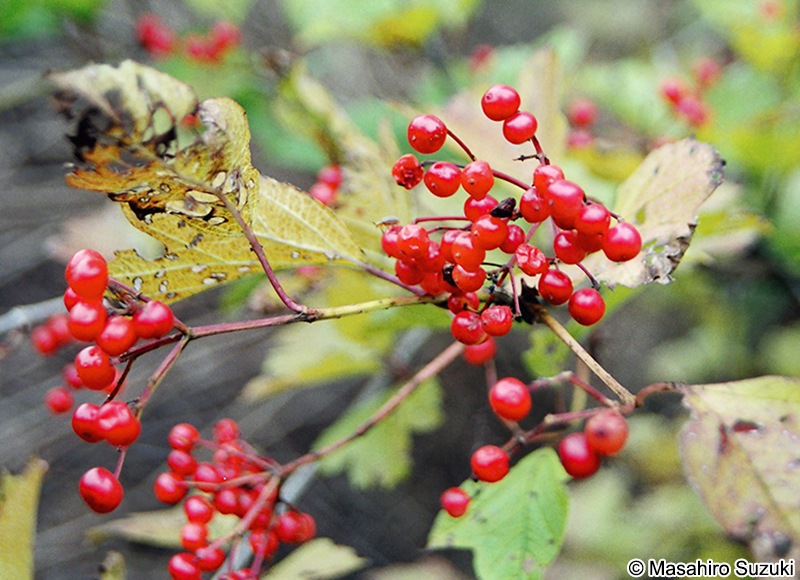 カンボク Viburnum opulus var. sargentii