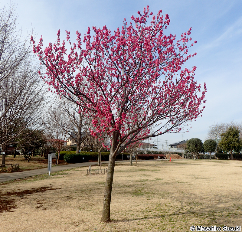 カンヒザクラ Cerasus campanulata