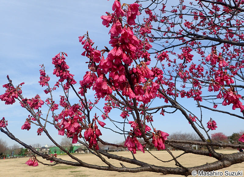 カンヒザクラ Cerasus campanulata