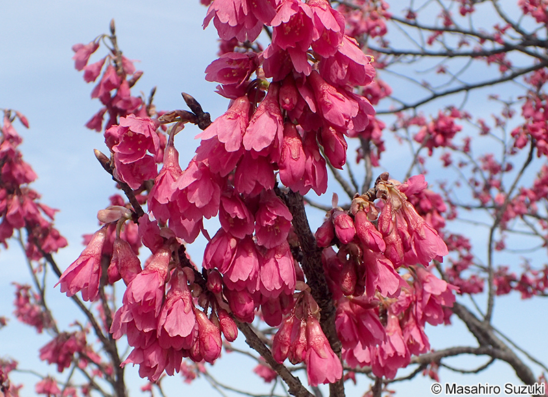 カンヒザクラ Cerasus campanulata