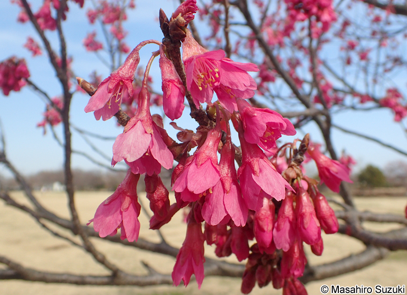 カンヒザクラ Cerasus campanulata