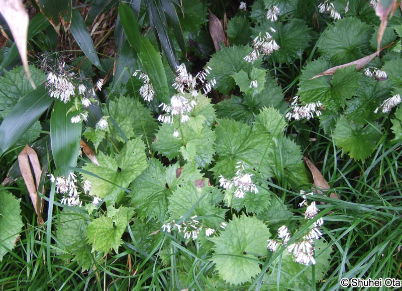 カニコウモリ Parasenecio adenostyloides