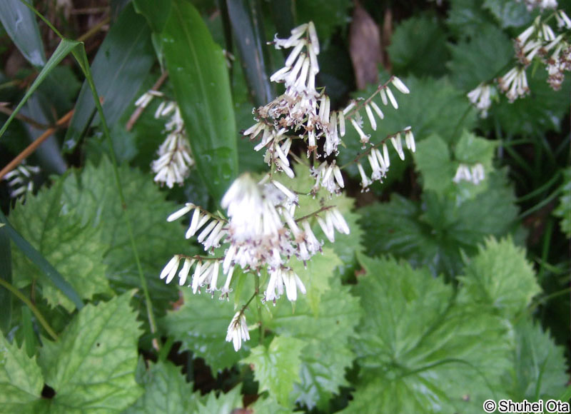 カニコウモリ Parasenecio adenostyloides