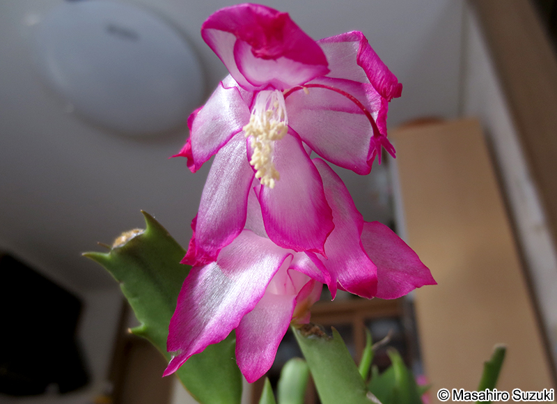 シャコバサボテン Schlumberugera sp.